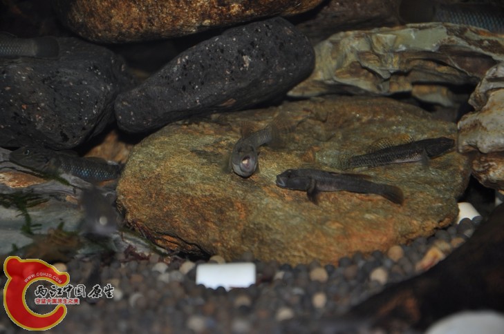 调整大小 复制 吼复制 DSC_0344.JPG