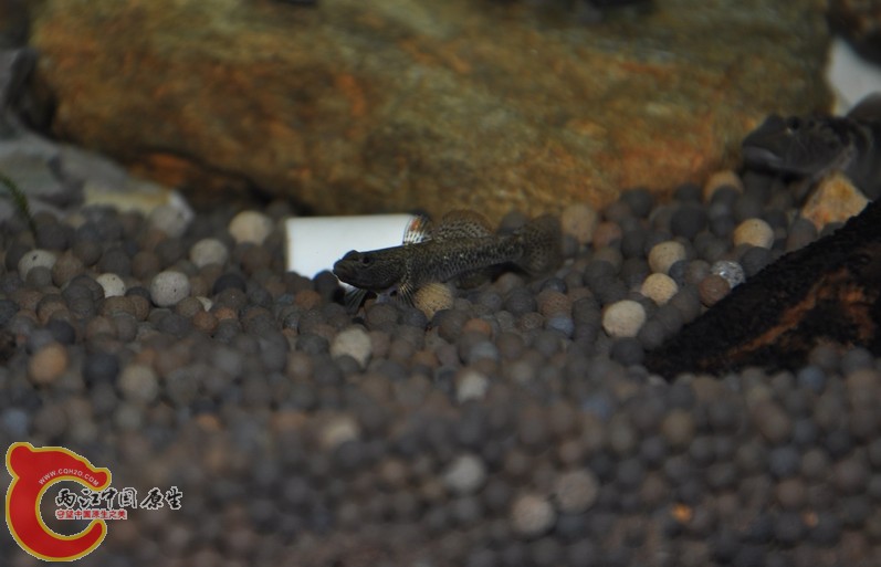 调整大小 复制 复制 DSC_0189.JPG