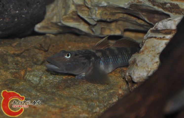 调整大小 复制 复制 DSC_0205.JPG