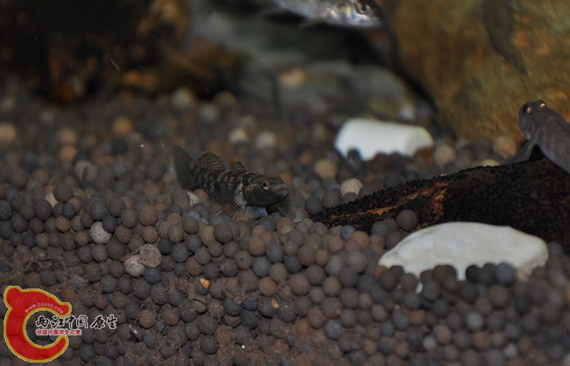 调整大小 复制 复制 DSC_0217.JPG