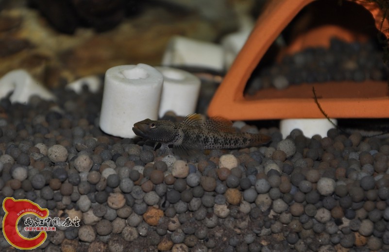 调整大小 复制 复制 DSC_0219.JPG