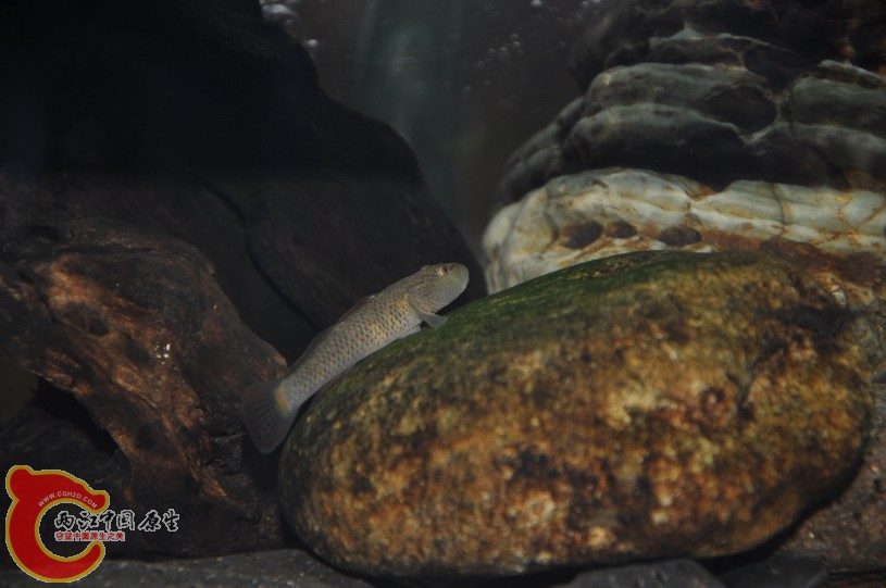 调整大小 复制 复制 DSC_0232.JPG