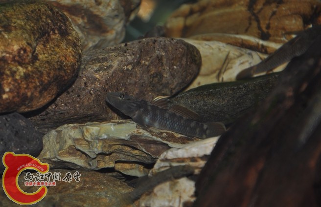 调整大小 复制 复制 DSC_0242.JPG