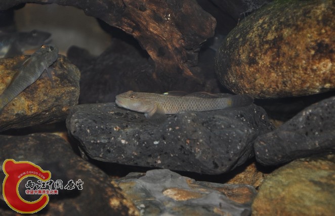 调整大小 复制 复制 DSC_0246.JPG