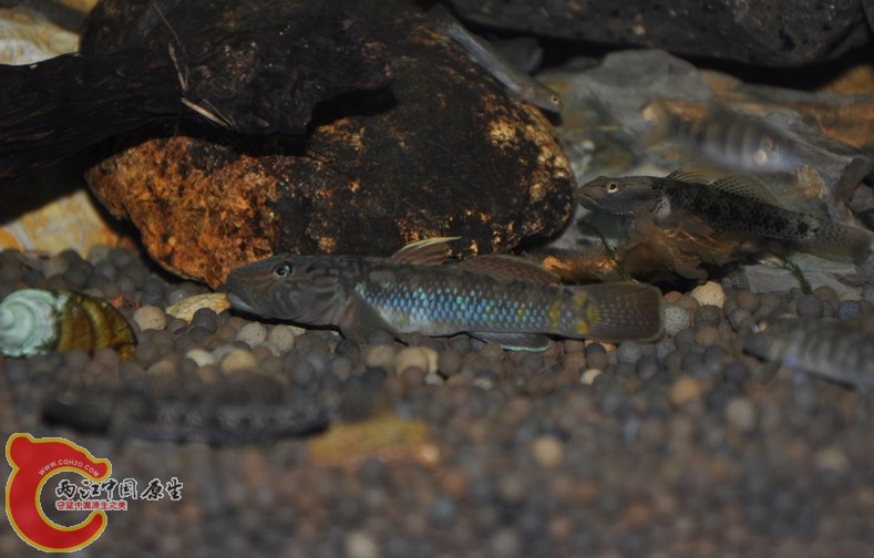 调整大小 复制 复制 DSC_0258.JPG