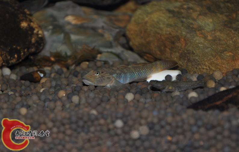 调整大小 复制 复制 DSC_0260.JPG