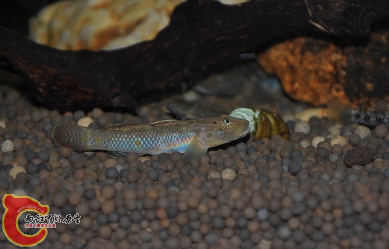 调整大小 复制 复制 DSC_0265.JPG