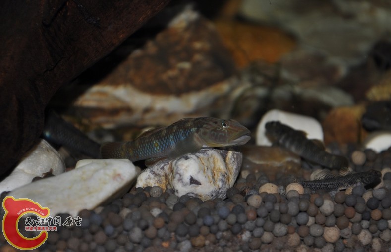 调整大小 复制 复制 DSC_0303.JPG