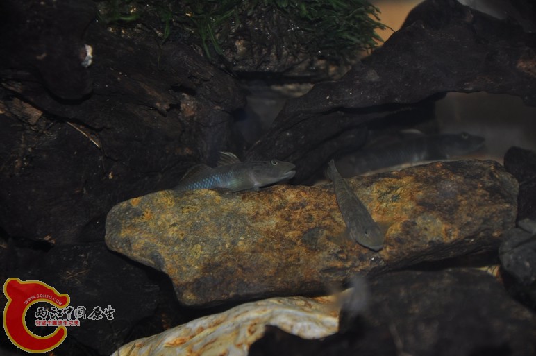 调整大小 复制 复制 DSC_0308.JPG