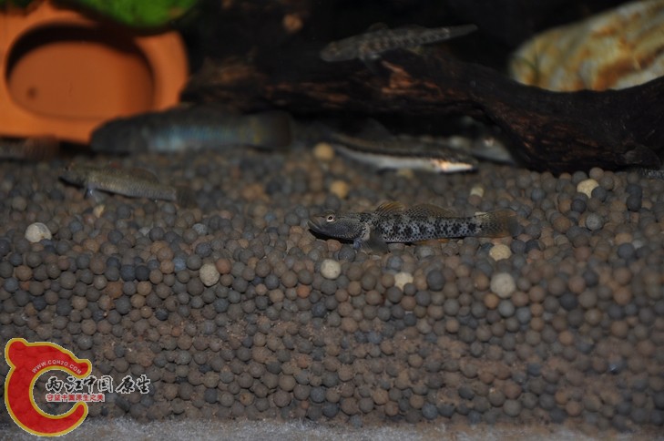 调整大小 复制 复制 DSC_0312.JPG