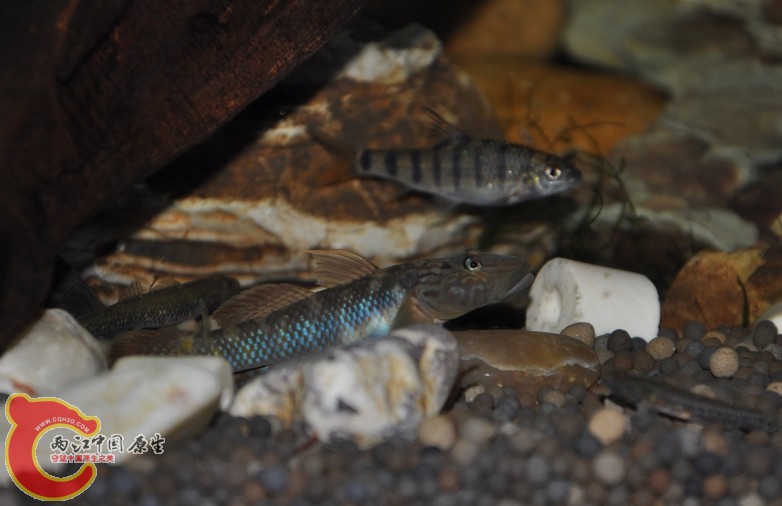 调整大小 复制 复制 DSC_0332.JPG