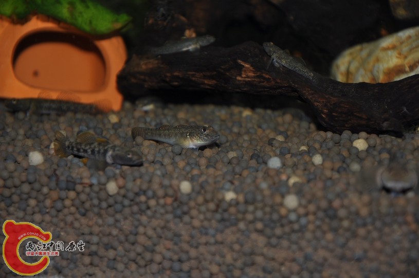 调整大小 复制 复制 DSC_0337.JPG