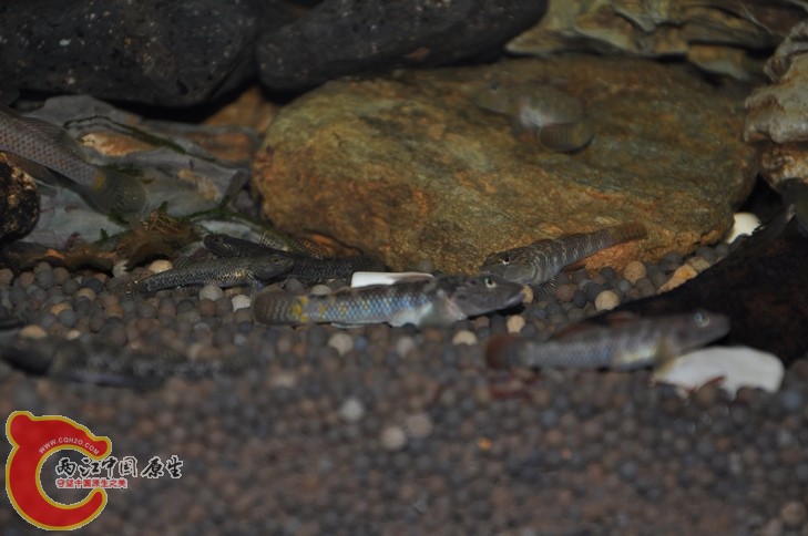 调整大小 复制 复制 DSC_0351.JPG