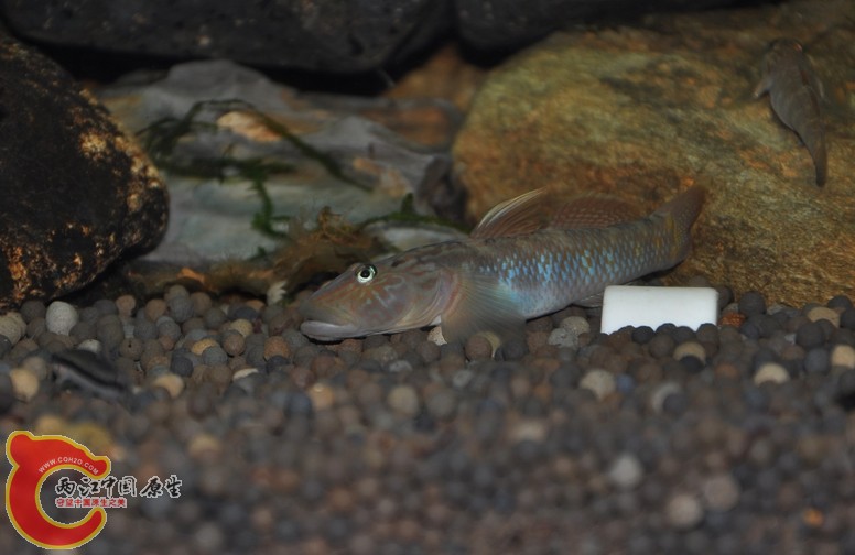 调整大小 复制 复制 DSC_0360.JPG