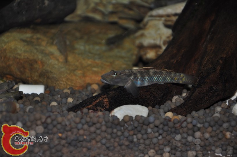 调整大小 复制 复制 DSC_0363.JPG