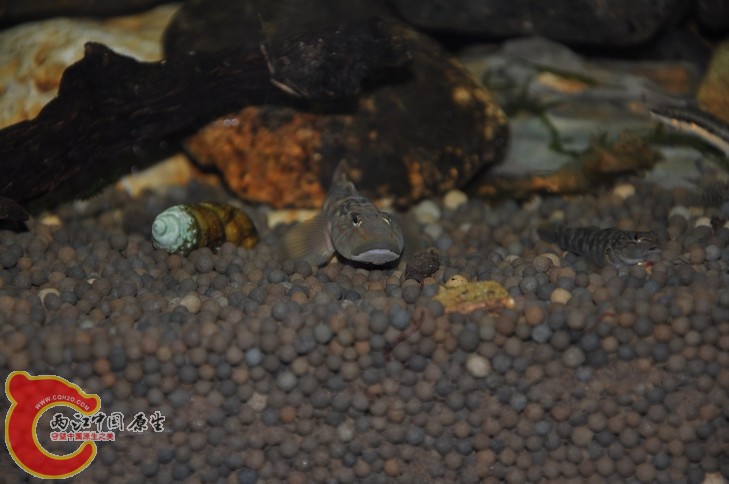 调整大小 复制 复制 DSC_0375.JPG