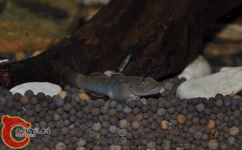 调整大小 复制 复制 DSC_0417.JPG