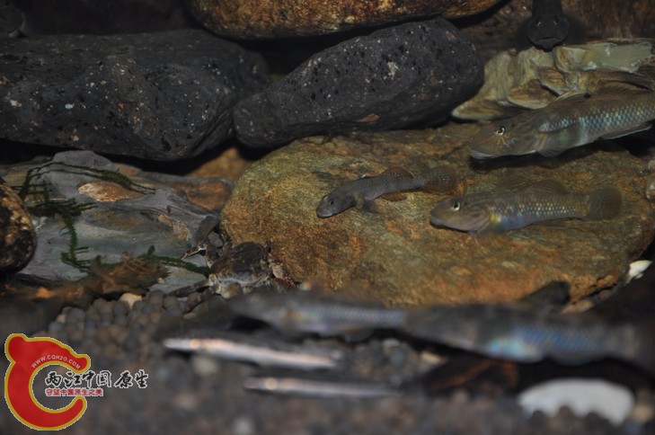 调整大小 复制 复制 DSC_0437.JPG