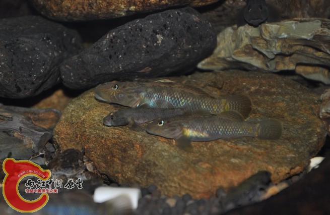 调整大小 复制 复制 DSC_0438.JPG