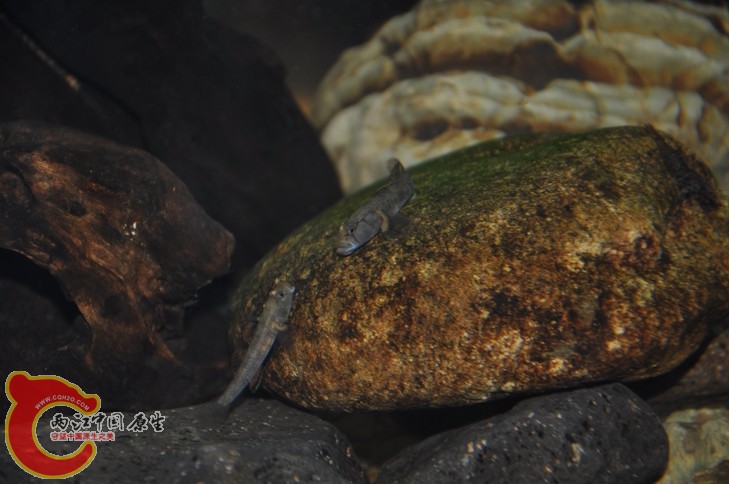 调整大小 复制 吼复制 DSC_0186.JPG