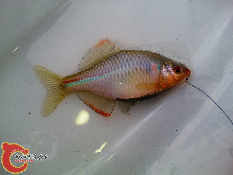暗色鰟鲏-九州亜種 カゼトゲタナゴ（Rhodeus atremius atremius）