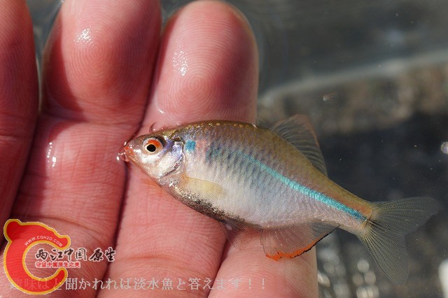 暗色鰟鲏-九州亜種 カゼトゲタナゴ（Rhodeus atremius atremius）