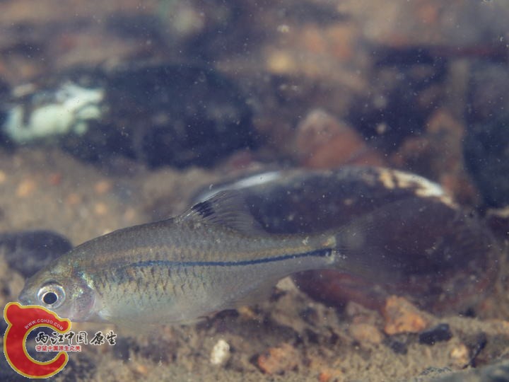粗紋暗色鰟鲏-山陽亜種 スイゲンゼニタナゴ（Rhodeus atremius suigensis ）