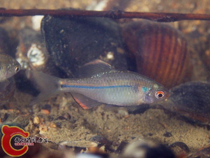 粗紋暗色鰟鲏-山陽亜種 スイゲンゼニタナゴ（Rhodeus atremius suigensis ）