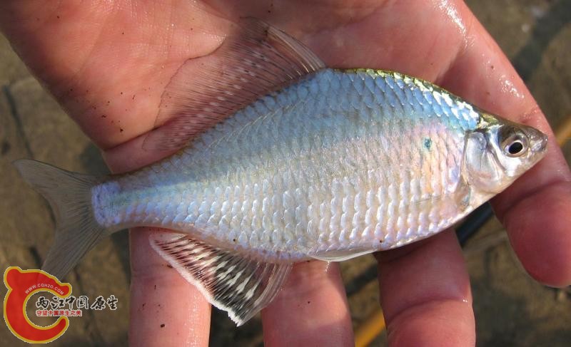 大鳍刺鰟鮍オオタナゴ（Acanthorhodeus macropterus）