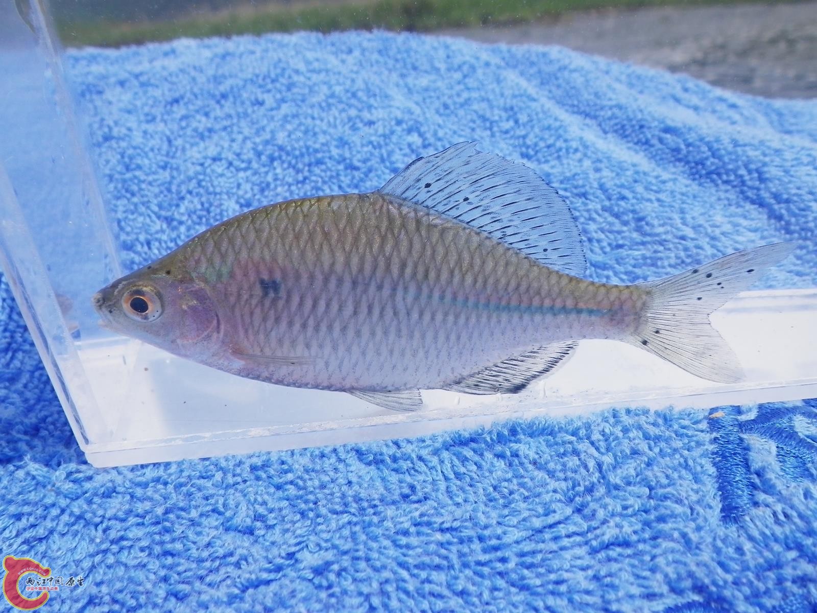 大鳍刺鰟鮍オオタナゴ（Acanthorhodeus macropterus）