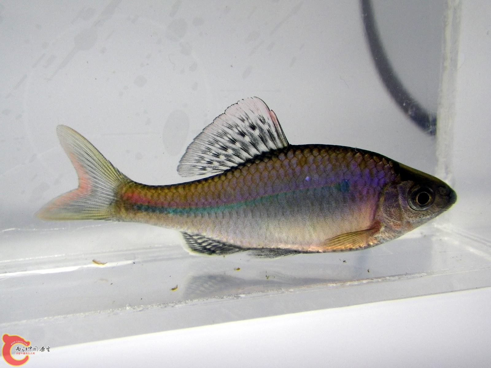 朝鲜鱊チョウセンイチモンジタナゴ(Acheilognathus yamatsutae)
