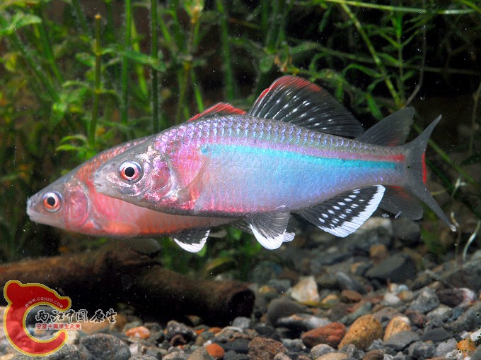 朝鲜鱊チョウセンイチモンジタナゴ(Acheilognathus yamatsutae)