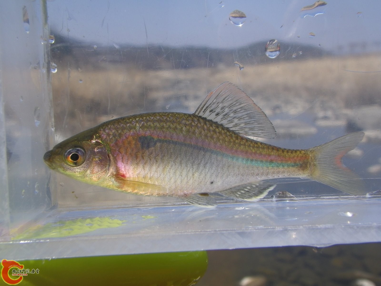 朝鲜鱊チョウセンイチモンジタナゴ(Acheilognathus yamatsutae)