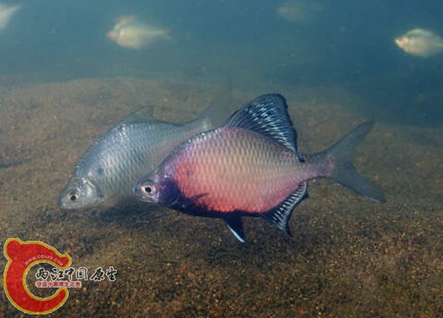 長鰭鱊イタセンパラ（Acheilognathus longipinnis）
