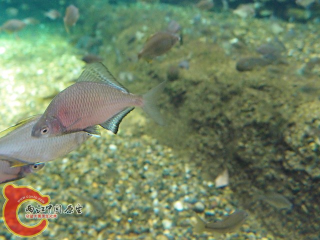 長鰭鱊イタセンパラ（Acheilognathus longipinnis）