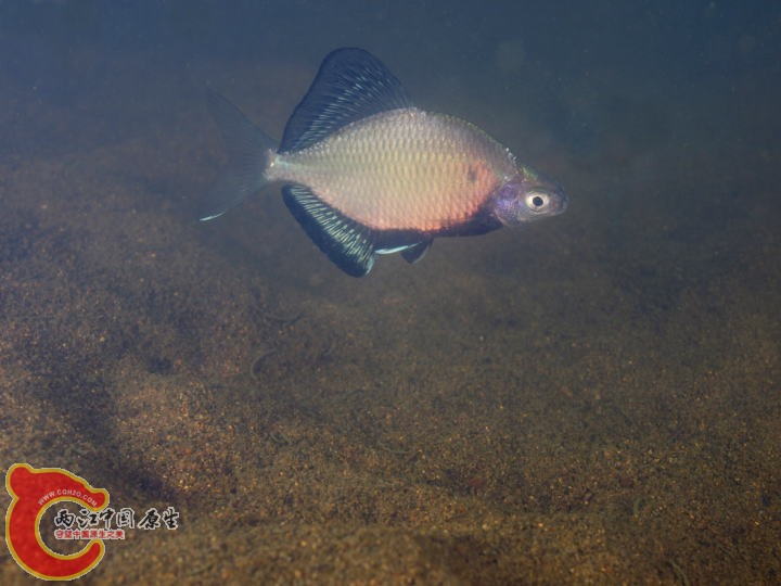 長鰭鱊イタセンパラ（Acheilognathus longipinnis）