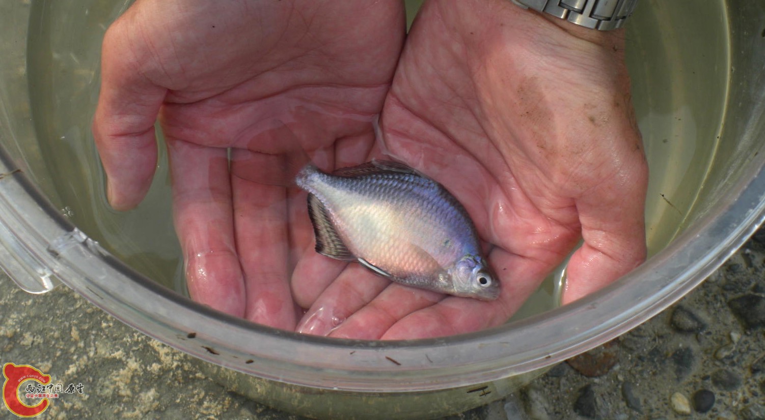 長鰭鱊イタセンパラ（Acheilognathus longipinnis）
