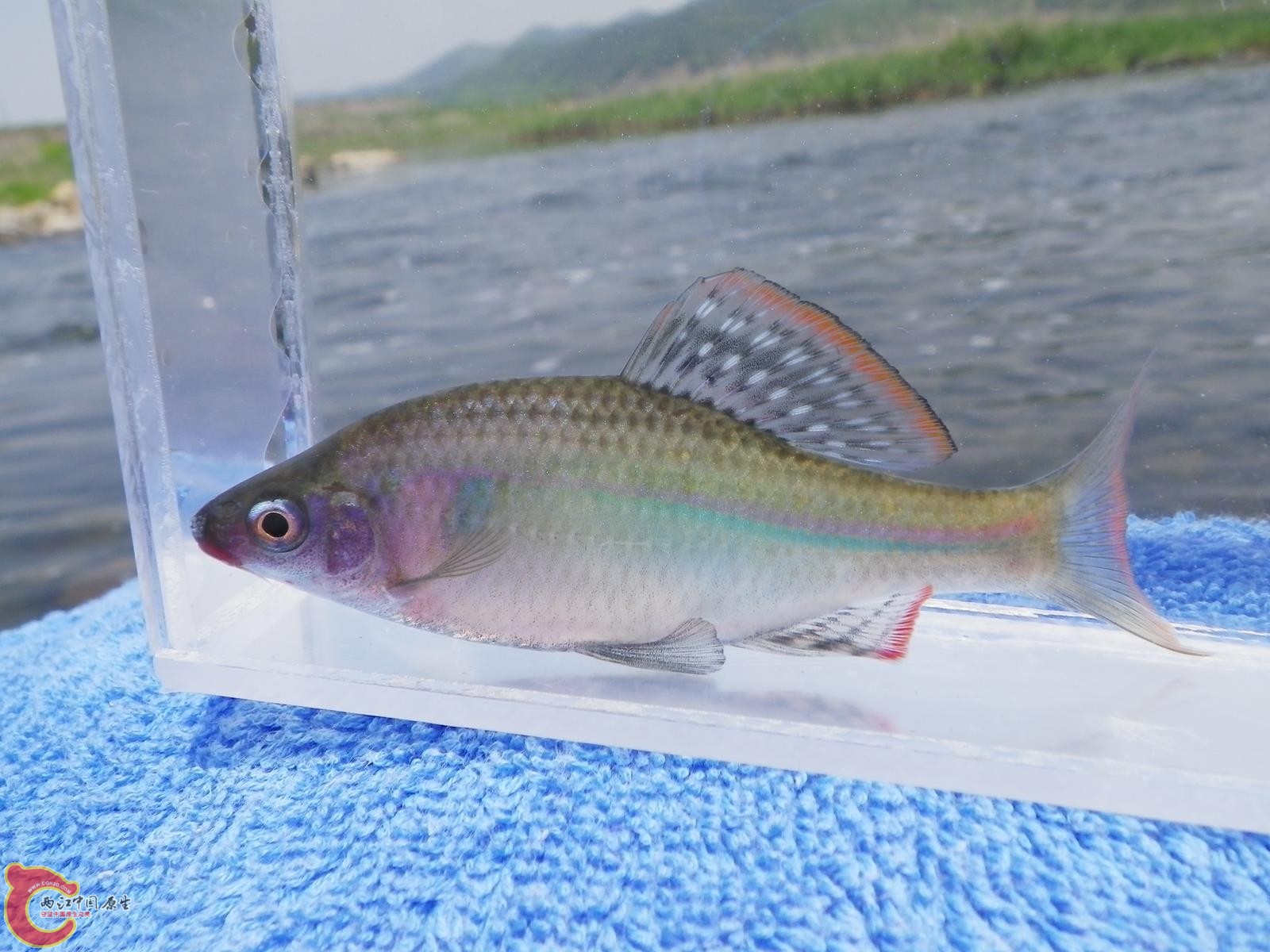大线鱊（オオイチモンジタナゴ）(Acheilognathus majusculus)