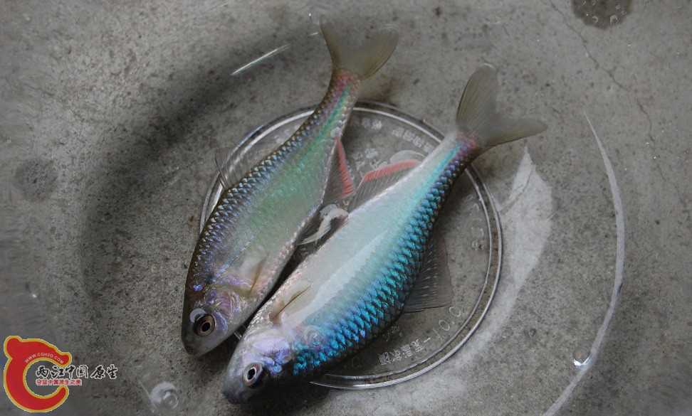 东北巨口鱊キタノアカヒレタビラ( Acheilognathus tabira tohokuensis)
