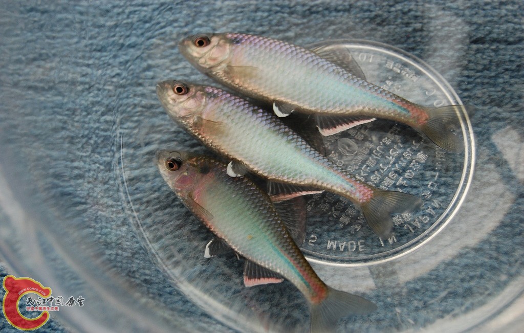 东北巨口鱊キタノアカヒレタビラ( Acheilognathus tabira tohokuensis)