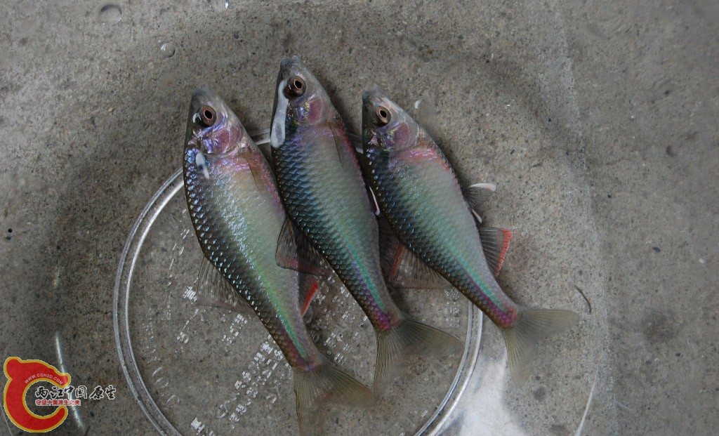 东北巨口鱊キタノアカヒレタビラ( Acheilognathus tabira tohokuensis)