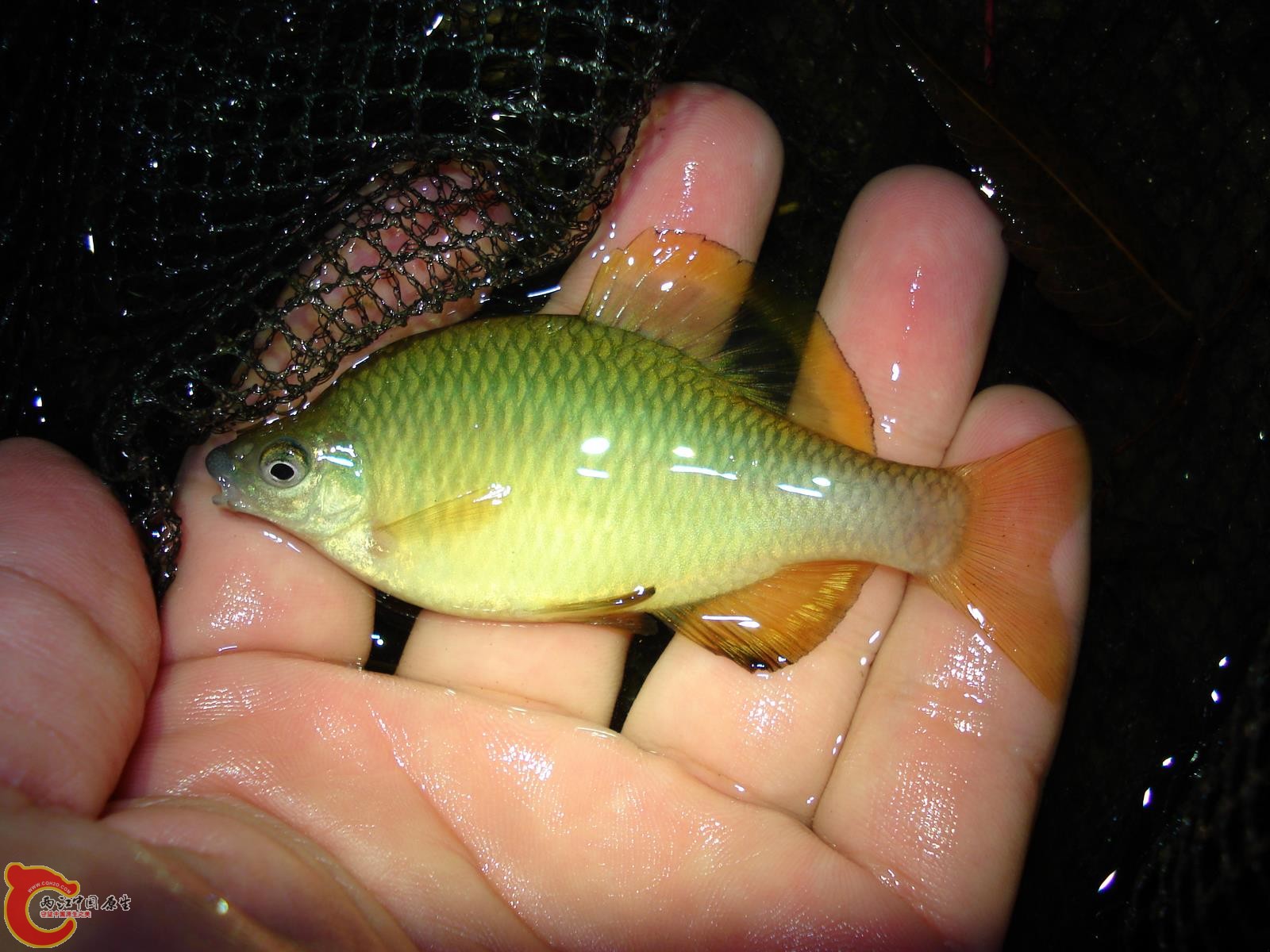 高丽田中鰟鲏（チョウセンボテ）(Acheilognathus signifer)