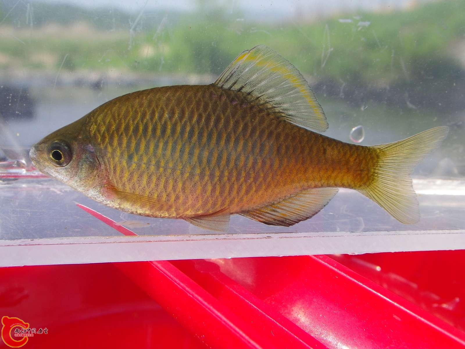 高丽田中鰟鲏（チョウセンボテ）(Acheilognathus signifer)