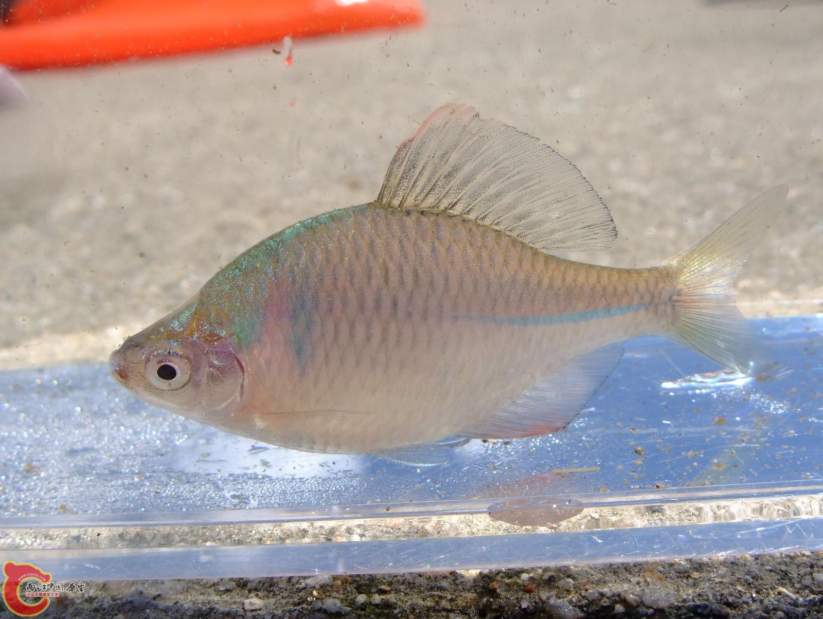 高体鳑鮍 タイリクバラタナゴ（Rhodeus ocellatus