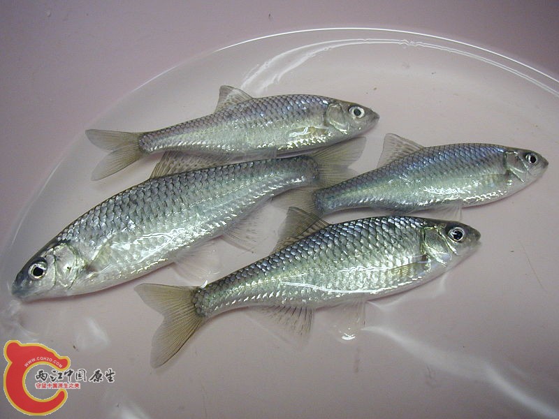 黑腹鱊タナゴ（ Acheilognathus melanogaster）