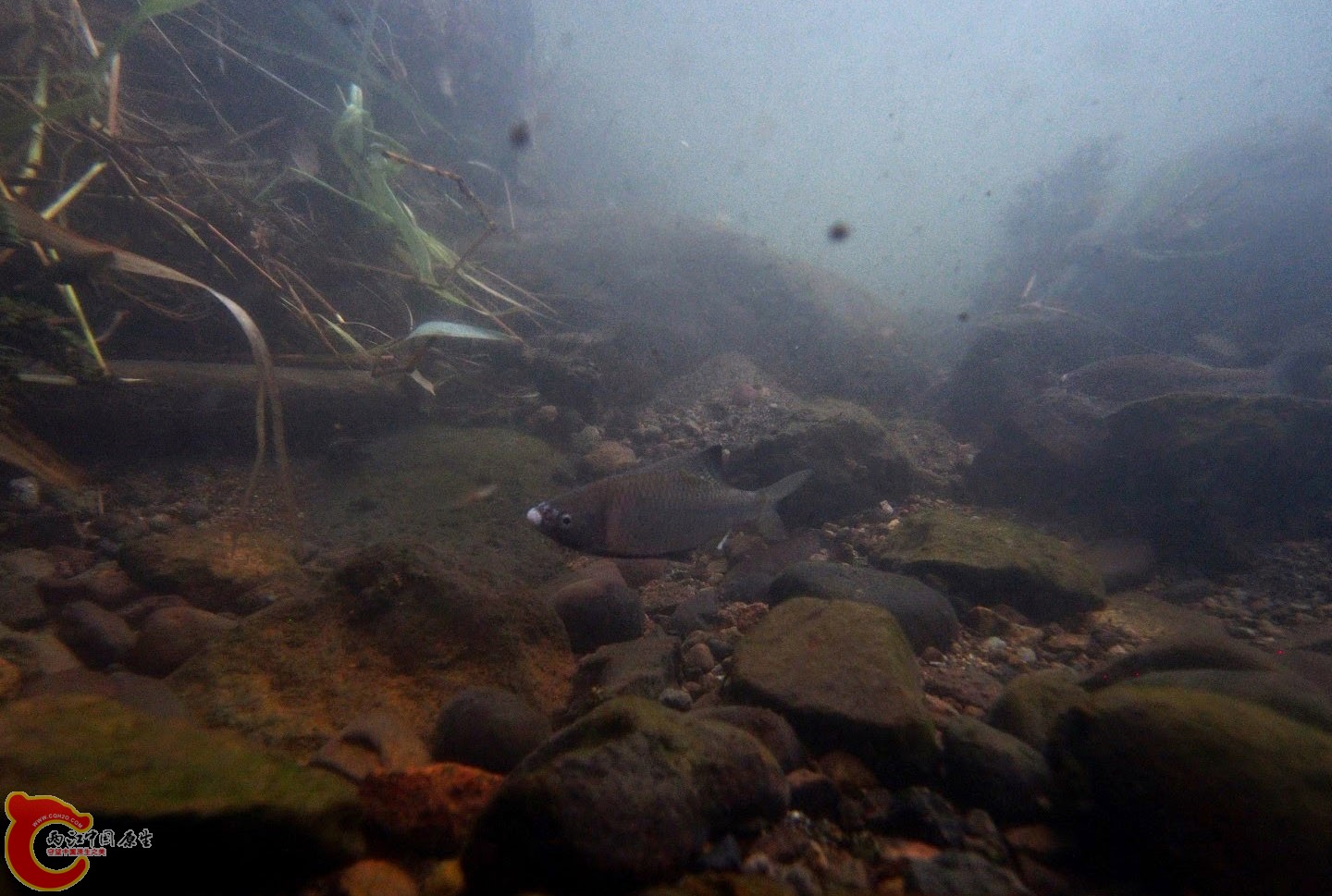 黑腹鱊タナゴ（ Acheilognathus melanogaster）