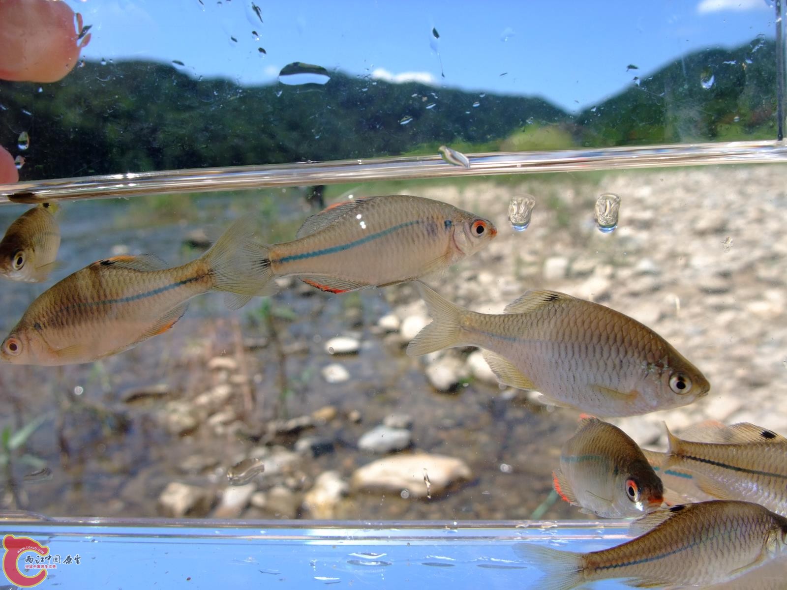 济南鰟鲏カラゼニタナゴ （Rhodeus notatus）