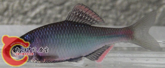巨口鱊-岛根县ミナミアカヒレタビラ（Acheilognathus tabira jordan）