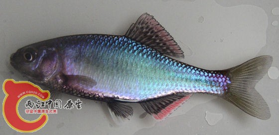 巨口鱊-岛根县ミナミアカヒレタビラ（Acheilognathus tabira jordan）