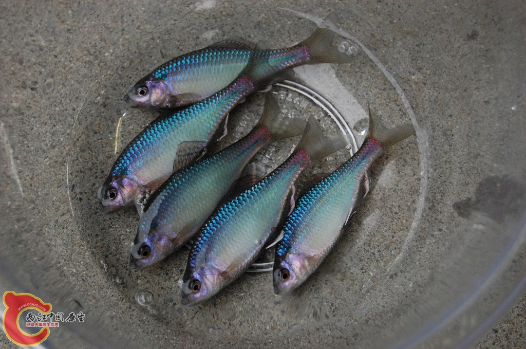 巨口鱊-岛根县ミナミアカヒレタビラ（Acheilognathus tabira jordan）